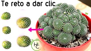 COMO REPRODUCIR CACTUS || HUERTO CITADINO