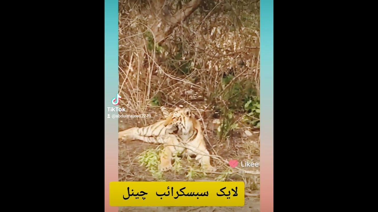 animal fani video - YouTube