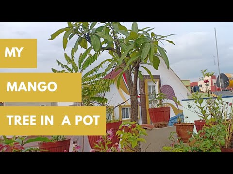 Repotting a pot bound Mango tree - Sugar Baby Mango