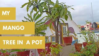 Repotting a pot bound Mango tree - Sugar Baby Mango