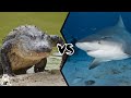ALLIGATOR VS BULL SHARK - Who Would Win A Battle?