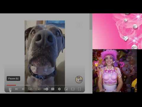 Cute Pets Compilation 🐶✨ Kelsey Rae Artist NPC Reaction Video