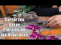 Cuando Cortar las Varas Florales de las Orquídeas? || Orquiplanet