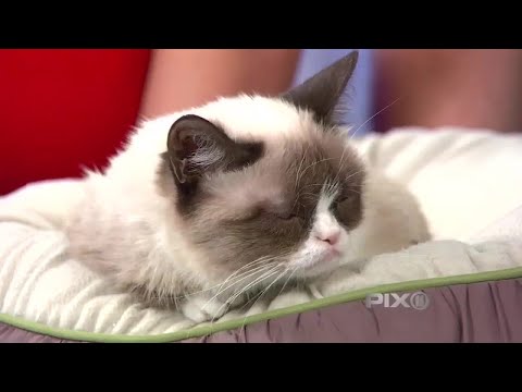 Video: Jeste li čuli od "Grumpy Cat"? Nećete vjerovati koliko je novaca ovaj mačji internetski celeb generirao