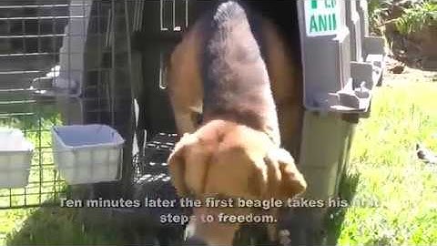 Beagles see sun and grass for the first time after a life in a laboratory
