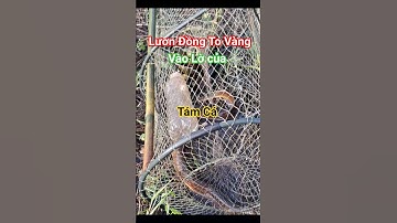 Đi Thăm Lờ Cá Mương Năng Dính Lươn Đồng To Vàng Khủng 😱 #shorts #lươnđồng #thămlờcá