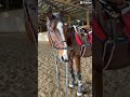 Miss you baby boy #viral #horse #equestrianjourney #equestrian #ottb #thorougbred #rip #loss #sad