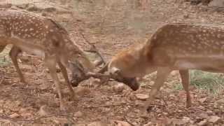 Fallow deer fight in Hai-Bar Carmel