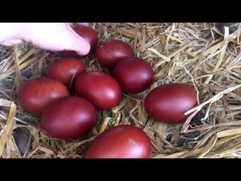Vidéo: Œufs entiers comme engrais - Informations sur l'engrais pour œufs crus