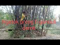 nebang bambu.adegan berbahaya jangan di tiru