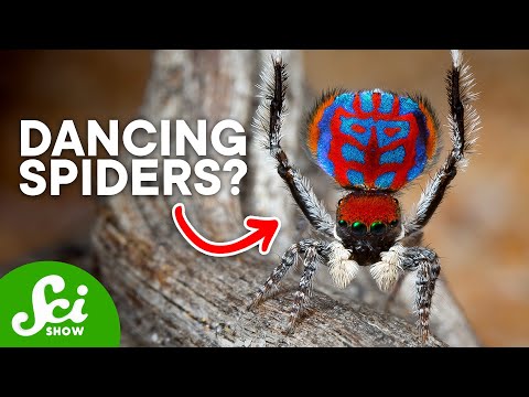 New spider species discovered: People who hate spiders confess that they  actually can't help loving these - Brainerd Dispatch