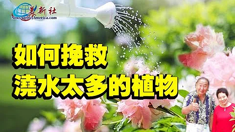 如何挽救浇水太多的植物 - 天天要闻