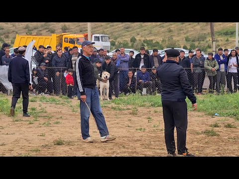 Ашхабад поле Гями Той Турнир!