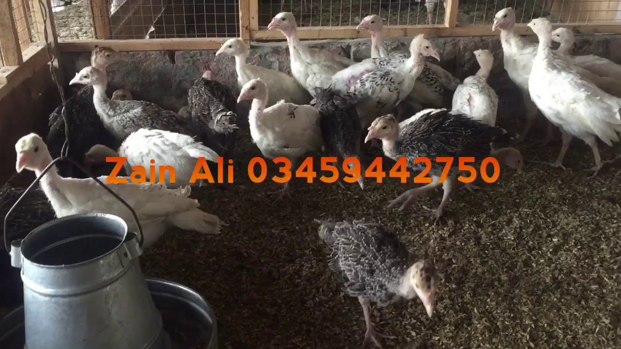 73 Days Old Turkey Chicks Available in Bulk Quantity 03459442750 Zain