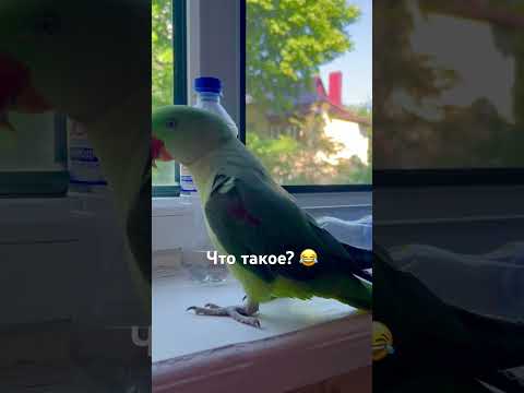Ожереловый Александрийский попугай - Дино