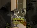 Corporate Cat: Blanket Sector Protocol, 149 cat sofa rotation notice