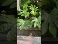 Yellow Vented Bulbul | #china