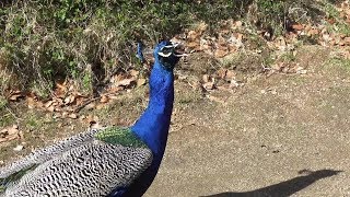 pfauen schreien pfaueninsel berlin april 2018 4k