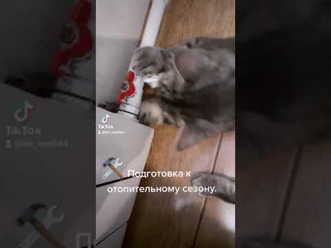 Подготовка к отопительному сезону. Смешное короткое видео с котиком.