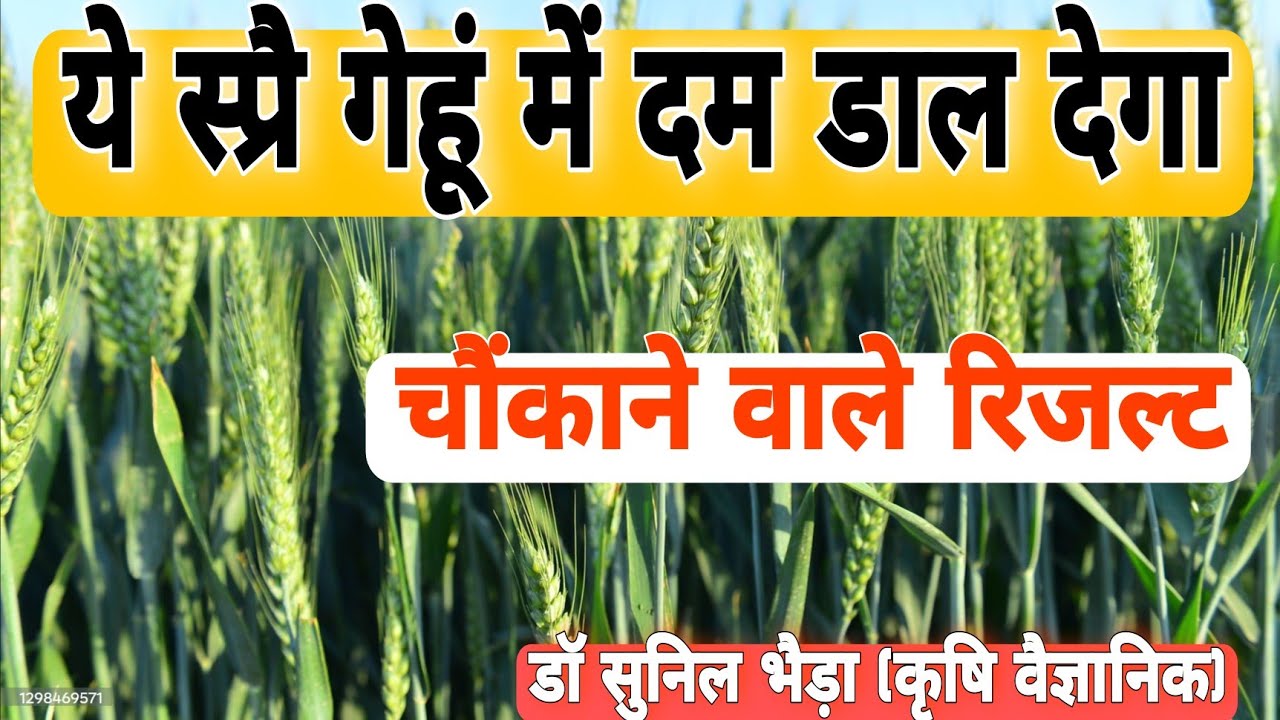 गेहूं में सस्ता स्प्रै और शानदार पैदावार। How to Get High Yield in Wheat 
