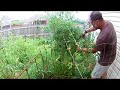 grow 12ft tomato plants part 2