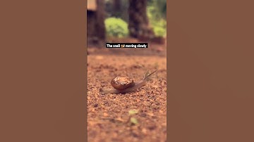 The snail 🐌 moving slowly #shortvideo #shorts #feedshorts #viralshort #foryou #the snails 🐌 moving
