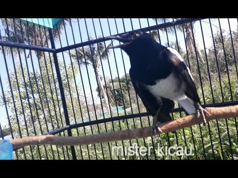 Dengan Kicau Burung Kacer Gacor Ini, Sudah Banyak Kacer yang Ikut Nyaut