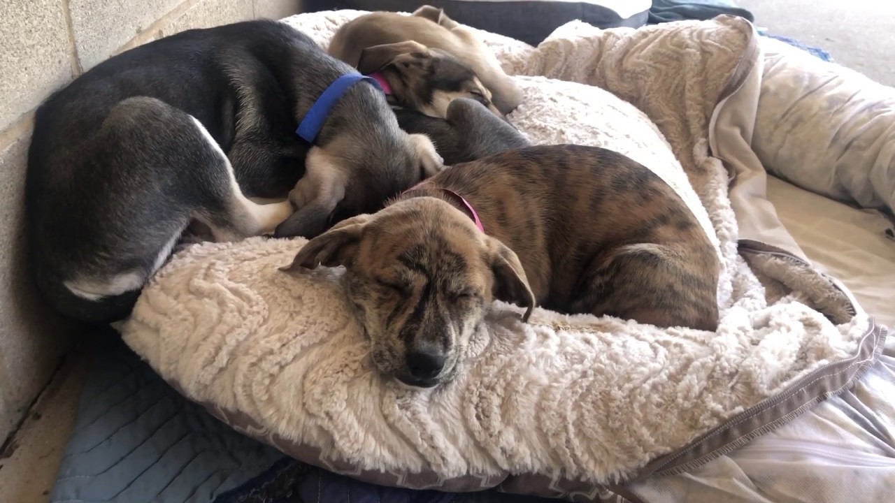Foster puppies grown up & ready for adoption - YouTube