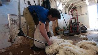 My Fastest Shorn Lamb, First Season Sheep Shearing Ever