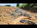 Best Hand Fishing - A lot of catch fish in mud at field catch by hand a fisherman skill