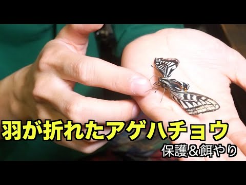 羽が折れたアゲハチョウに餌をあげる動画 保護 飼育 Youtube