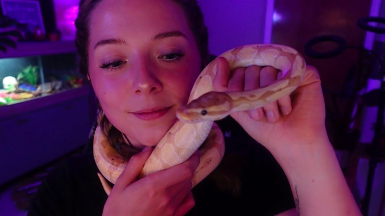 ASMR with My Ball Python 🐍