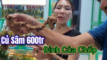 Cũ Sâm Ngọc Linh 600tr Đỉnh Nhất | Lễ Hội Sâm Nam Trà My Việt Nam 2023