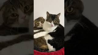 キスしちゃう親子猫#shorts