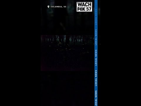 Synchronous fireflies light up Congaree National Park #shorts #shortnews #news #localnews #fireflies thumbnail
