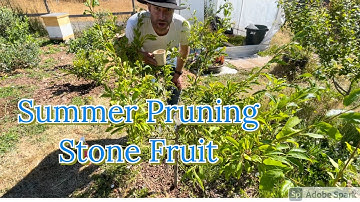 Stone-Fruit Tree Summer Pruning For SIZE Control Open Center, Plum,  Keeping Tiny Trees Small, Pluot