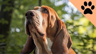 The pros and cons of owning a Basset Hound