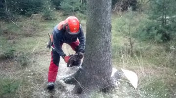 Complete tree processing with the Husqvarna 560 XP chain saw
