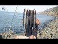 طريقة صيد اسماك البركودة (الشوط) بتقنية السبينينغ و معلومات مهمة