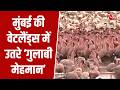 Navi Mumbai में Flamingos का मेला, हजारों राजहंसों ने सजाई Nerul की आर्द्रभूमि | Migratory Birds