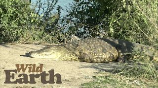 WildEarth  - Sunset Safari -  12 July 2020