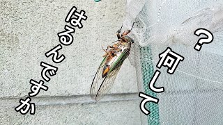 【Vlog】 ヒマ x イソ 0024 蝉さんどうしてそうなった？ #Shorts