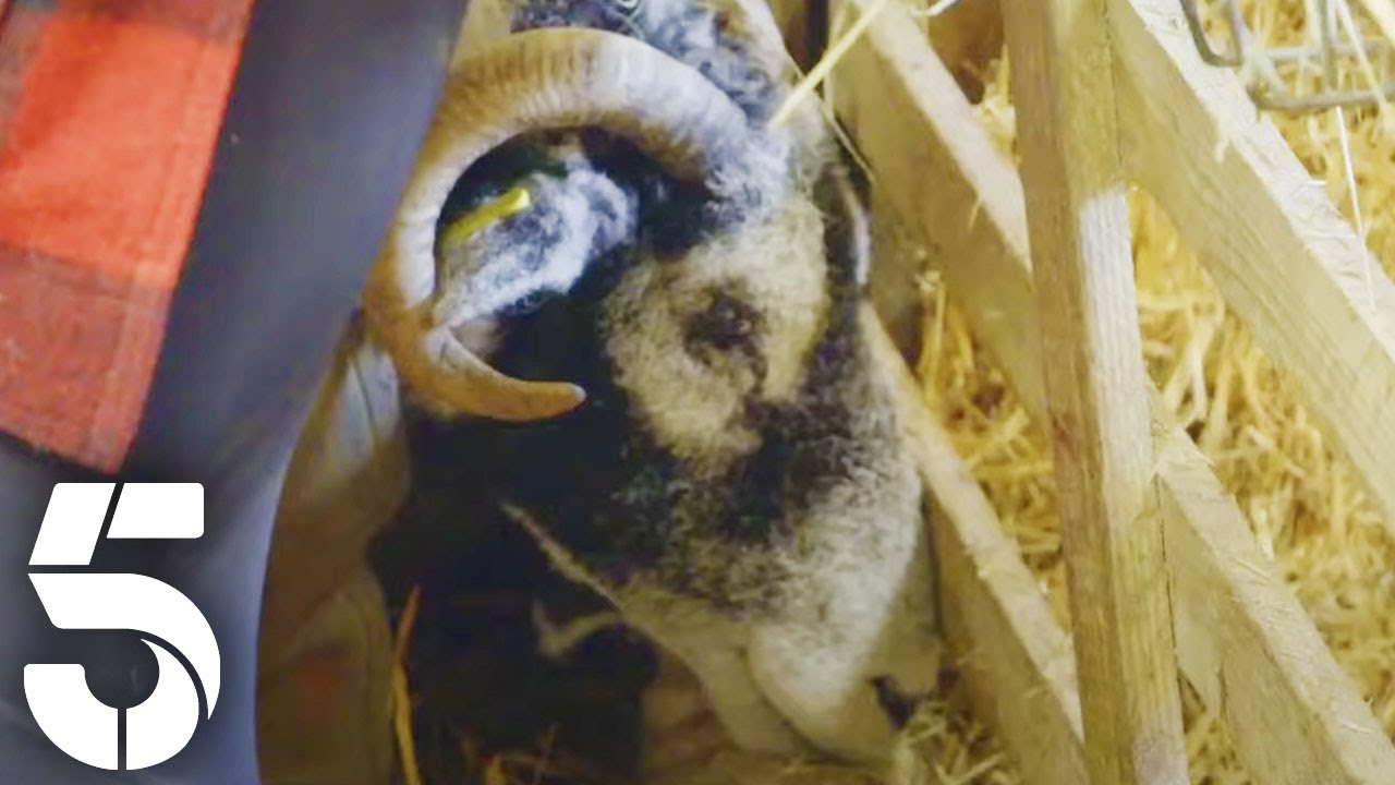 The Owen Children Build a Lamb Hospital | Our Yorkshire Farm | Channel 5