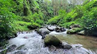 River Sounds for Insomnia 🌊 Gentle Flowing Water to Help You Fall Asleep Fast 🌿