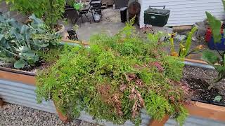 2022 7/22 Vegetable garden update.