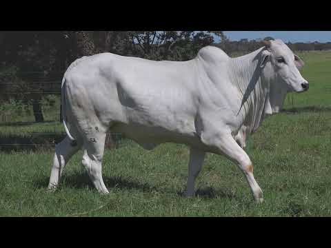 LOTE 16 Leilão Virtual Especial MATINHA 2020