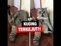 Kucing TERKEJUT!!