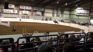 FOR SALE:  Lighting Up The Town - AQHA Congress 2012 Champion