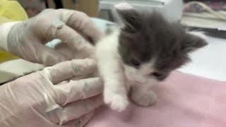See inside the Smitten Kitten Nursery where volunteers work 24/7 to save lives