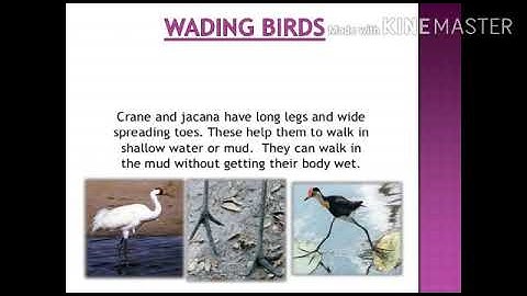 Class 4 Science Chapter 5 Part3